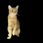 チャイさんの日常