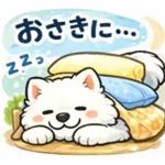 超かわいいサモエド犬の日常 普段使いに！