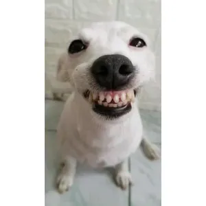 getsticker.com