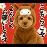 ウマの着ぐるみトイプードル【午年/2026】