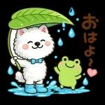 スタンプ・雨の日サモエド