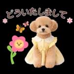 春♡とってもかわいいトイプードル