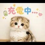 飛び出す♡やる気ないにゃんこ