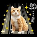 リアルな猫の敬語