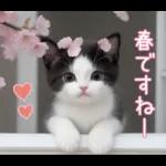 可愛いハチワレ猫 春の思いやり 敬語