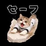 野球をする猫