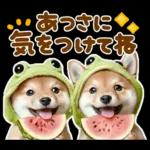 梅雨初夏♡わんこ