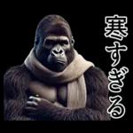 【冬】イケメンゴリラ