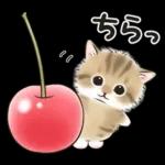 ゆるかわ☆ちび猫たちのスタンプ