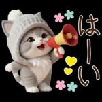 スコティッシュ猫 可愛いグレーニット 冬