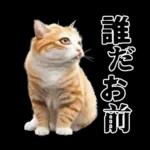 生成失敗猫【毒舌・煽り・煽る・シュール】