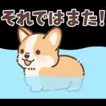 コーギーにとっての雨季と初夏