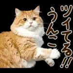 うんこ★リアルな猫