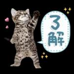 ねこちぃず♡梅雨〜初夏ver