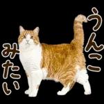 うんこ★リアルな猫