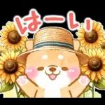 大人の夏❤️いやしばいぬ❤️柴犬