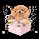 春♡とってもかわいいトイプードル