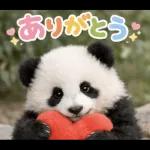 飛び出す♡パンダの家族連絡