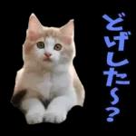 島根出雲弁☆にゃんこ