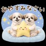 気持ち伝わる癒やしシーズー