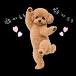 春♡とってもかわいいトイプードル