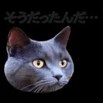 意外と使える！ネガティブなタイプの猫たち