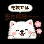 かわいいサモエド・元気いっぱいの春