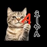 動く！猫の日常2