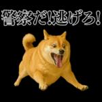 ガンギマリの柴犬＠エロ・日常会話