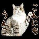 うんこ★リアルな猫