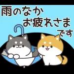 飛びだす！お返事シバイヌくん（雨の日）