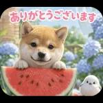 とびだす★夏 柴犬★わんこ♡犬