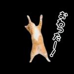 動く！猫の日常2