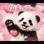 だいすきパンダ