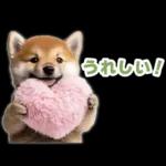 リアクションする柴犬【連絡用・日常会話】