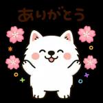 かわいいサモエド・元気いっぱいの春