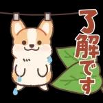 コーギーにとっての雨季と初夏
