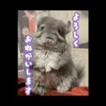 ふらんねるスタンプ【日常】