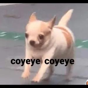 coyeye coyeye - getsticker.com
