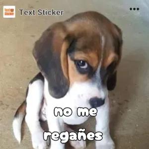 no me regañes - getsticker.com