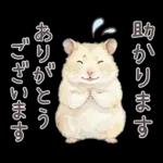 ゴールデンハムスター♡キンクマ