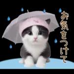 可愛いハチワレ猫 春の思いやり 敬語