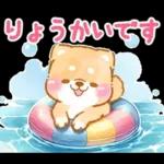 大人の夏❤️いやしばいぬ❤️柴犬