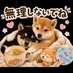 飛び出す♡雨の日わんこ