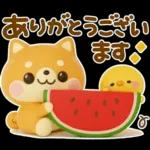 夏にかわいい♡豆柴日和