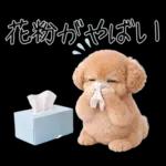 春♡とってもかわいいトイプードル