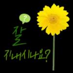 꽃으로 전하는 마음, 감사톡