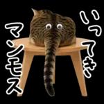 キジトラ猫飼いさんのダジャレ