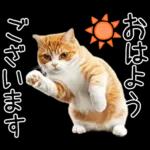 リアルな猫の敬語
