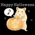 ゴールデンハムスター♡キンクマ